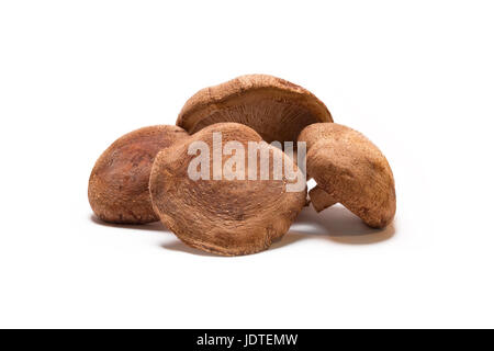 frische Shiitake-Pilz auf weißem Hintergrund, isoliert Stockfoto