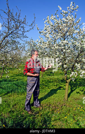 Landwirt analysiert Blume Cherry Orchard und mit einem Tablettgerät. Stockfoto