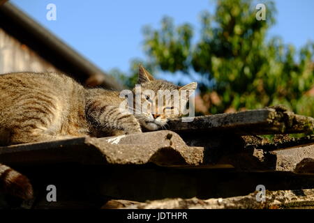 Schlafende Katze auf Dach Stockfoto