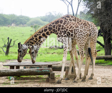 Füttern Giraffen in einem Heiligtum Stockfoto