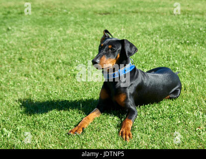 Deutsche Pinscher geht auf dem Rasen Stockfoto