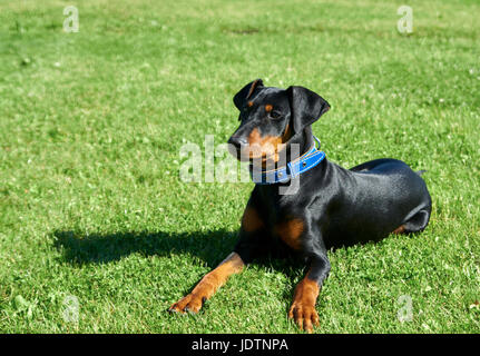 Deutsche Pinscher geht auf dem Rasen Stockfoto