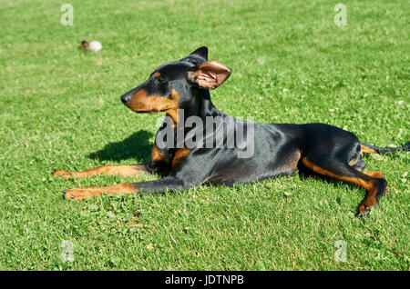 Deutsche Pinscher geht auf dem Rasen Stockfoto