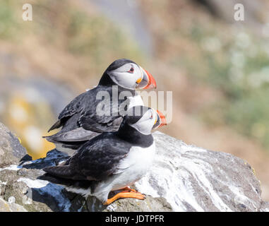 Zwei Papageientaucher auf der Klippe in der Sonne Stockfoto