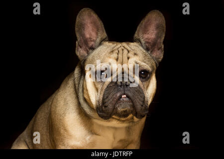 Französische Bulldogge Fawn Farbe, schwarzer Hintergrund Stockfoto