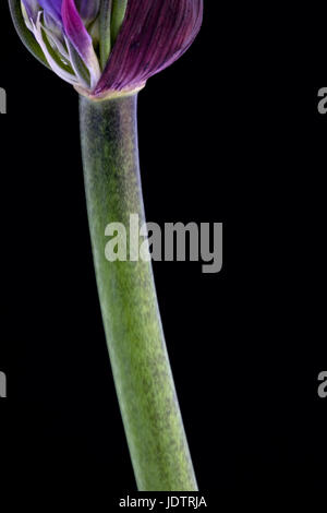 Nahaufnahme von Agapanthus. Stockfoto