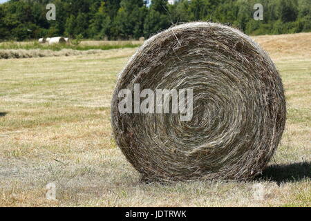 Große Rollen von Heu in der Mitte der Felder beim Austrocknen Stockfoto