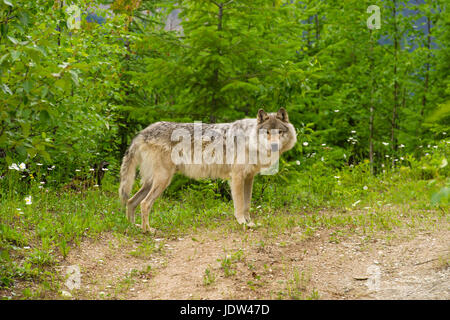 Grauer Wolf, Golden, British Columbia, Kanada Stockfoto