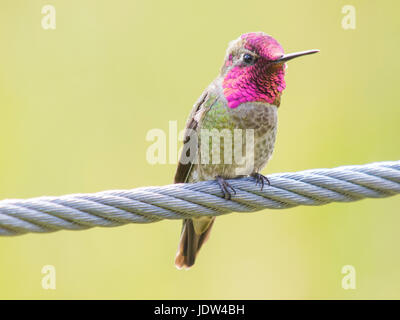 Annas Kolibri (Calypte Anna), Männlich, San Francisco, Kalifornien, USA Stockfoto