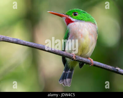 Breit-billed Tody (Todus Subulatus), Jarabacoa, La Vega, Dominikanische Republik Stockfoto