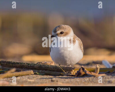 Westlichen Seeregenpfeifer, Seeregenpfeifer, Charadrius Alexandrinus nivosus Stockfoto