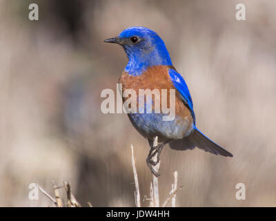 Westlichen Bluebird, Sialia mexicana Stockfoto