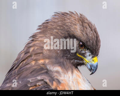 Rot - angebundener Falke, Buteo jamaicensis Stockfoto