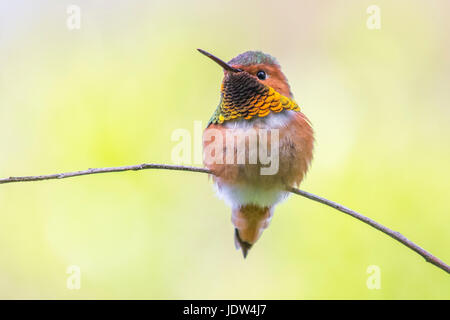 Allens Kolibri, Selasphorus sasin Stockfoto