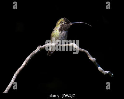 Kolibri Annas, Calypte anna Stockfoto