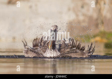 Braune Pelikan, Pelecanus Occidentalis, juvenile Stockfoto