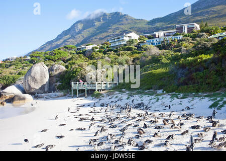 Afrikanische Pinguine am Boulders Beach, Western Cape, Südafrika Stockfoto