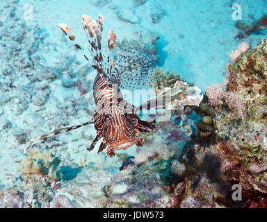 Rot Rotfeuerfisch (Pterois Volitans)