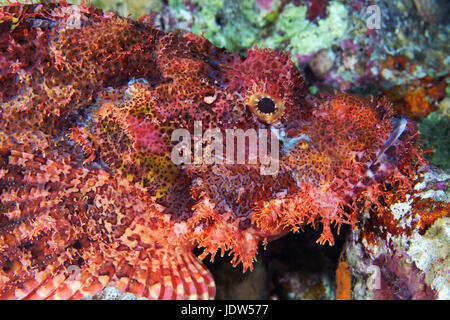 Bärtige Drachenköpfe (Scorpaenopsis Barbata) Stockfoto