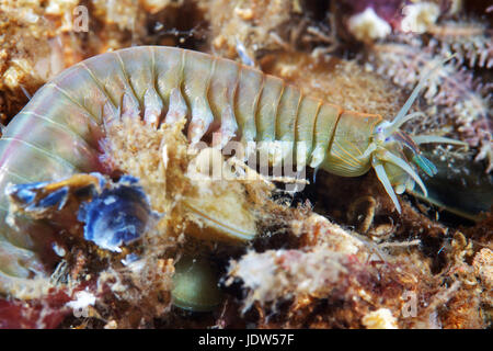 Sandwurm, Alitta virens Stockfoto