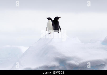 Adelie-Pinguine Rücken an Rücken auf Eisscholle im Südpolarmeer, 180 Meilen nördlich von Ostantarktis, Antarktis Stockfoto