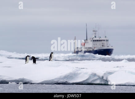 Adelie-Pinguine auf der Eisscholle, Schiff in Ferne im Südpolarmeer, 180 Meilen nördlich von Ostantarktis, Antarktis Stockfoto