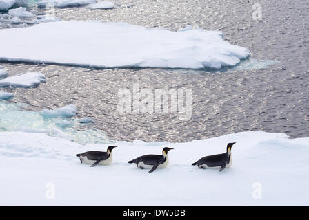 Kaiserpinguine auf Eisberg, Eisscholle im Südpolarmeer, 180 Meilen nördlich von Ostantarktis, Antarktis Stockfoto