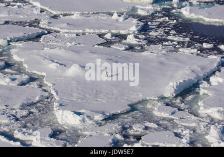 Adelie Penguin auf Eisscholle im Südpolarmeer, 180 Meilen nördlich von Ostantarktis, Antarktis Stockfoto