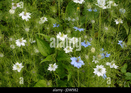 Dichte Mischung aus weißen und blauen Nigella Blüten mit frondy Laub füllt ein Garten Blumenbeet - auch bekannt als Love-in-a-mist oder Teufel in einem Busch Stockfoto