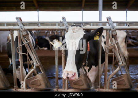 Herde der Kühe im Kuhstall am Milchbetrieb Stockfoto
