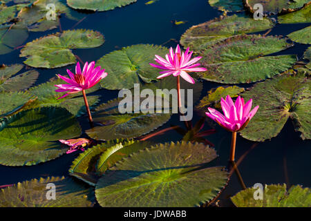 Schöne rote Lotus Meer Kumphawapi voller rosa Blüten in Udon Thani in Nordthailand. Flora von Süd-Ost-Asien. Stockfoto