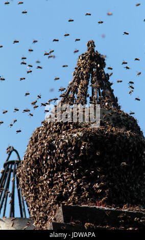 Honig-Bienen Stockfoto