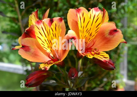 Alstroemeria ‘Indian Summer’ blüht im Wintergarten des West Green House Garden in Surrey, Großbritannien Stockfoto