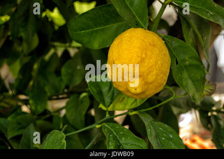 Zitronenbaum mit gelben Zitrone eine grüne Blätter Stockfoto