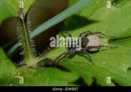 Weibliche Wolfspinne Stockfoto