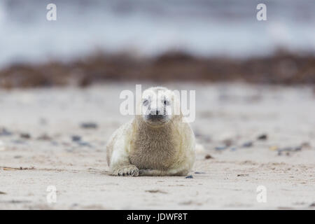 Natürliche pup der Kegelrobbe (halichoerus grypus) Kriechen auf Sand Strand Stockfoto