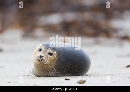 Porträt von natürlichen gemeinsame Dichtung (Phoca Vitulina) liegen am Sandstrand Stockfoto