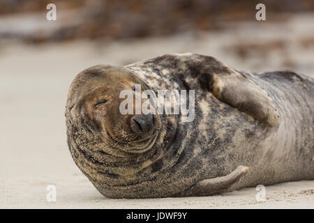 Vorderansicht des natürliche männliche Kegelrobbe (halichoerus grypus) auf Sand Strand Stockfoto