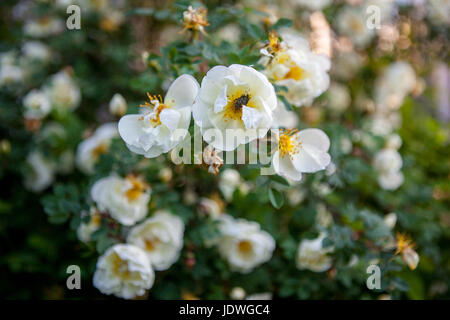 Weißen Blüten der Heckenrose auf einem Baum Stockfoto