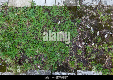 Asphalt Textur in Ostende, Belgien Stockfoto