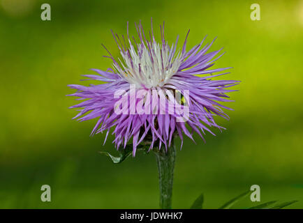 Centaurea Dealbata (Kornblume) Stockfoto