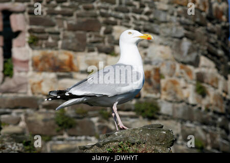 Erwachsenen Silbermöwe (Larus Argentatus) auf Conwy Stadtmauer. Sie sind ansässig und sind groß und laut, oft durchwühlen Müll nach Nahrung. Stockfoto