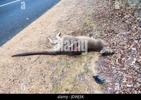 Road kill, ein totes Känguru getroffen von einem Kraftfahrzeug auf der Seite einer Landstraße. Stockfoto