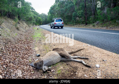 Road Kill, ein Fahrzeug vorbeifahren ein totes Känguru an der Landstraße. Stockfoto