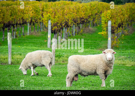 Schafbeweidung auf Rasen an Brookwood Weinberg und Weinkeller. Stockfoto