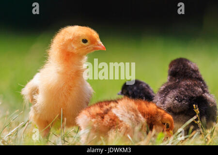 Gruppe der Hühner Rassen unter Sonnenlicht, Nutztiere, Tierbabys Stockfoto