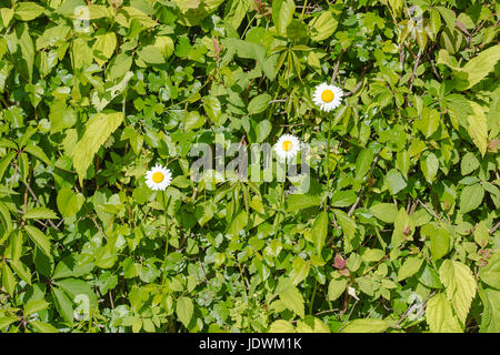 Weiße Kamillen, natürliche Heilkraut mit wilden Rebe Hecke Hintergrund Stockfoto
