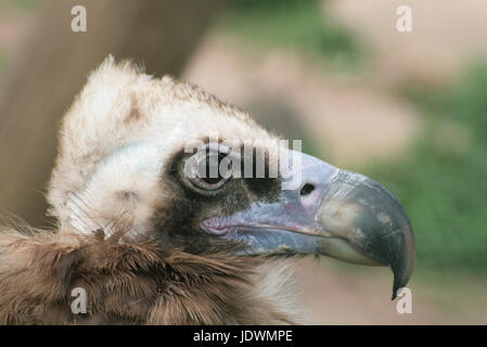 Geier portrait Stockfoto