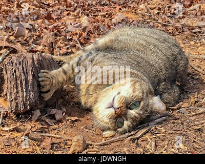 Highland Lynx Katze mit einem niedlichen Ausdruck im Freien liegen, er war entspannt und seine Spielzeit in der Sonne zu genießen. Stockfoto