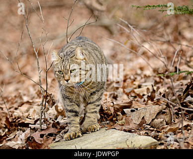 Highland Lynx Katze im Wald Stockfoto